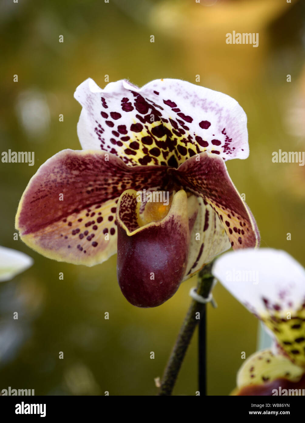 Venus` Slipper, Paphiopedilum purpurascens Orchidee Stockfoto